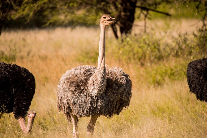 6-Day Tanzania Safari Experience – Midrange - The guide and vehicle can make or break the trip