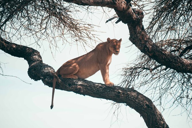 6-Day Tanzania Safari Experience – Midrange - Serengeti: give the plains the time they deserve
