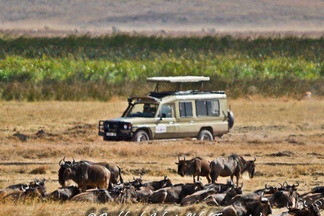 6 Day Tanzania Wildlife Mid range Safari - Days 3 and 4: Two nights in the Serengeti