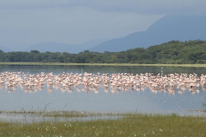6 days 5 nights safari Ngorongoro, Serengeti and Tarangire National Parks - Day 5: Leaving Serengeti through the Ngorongoro highlands