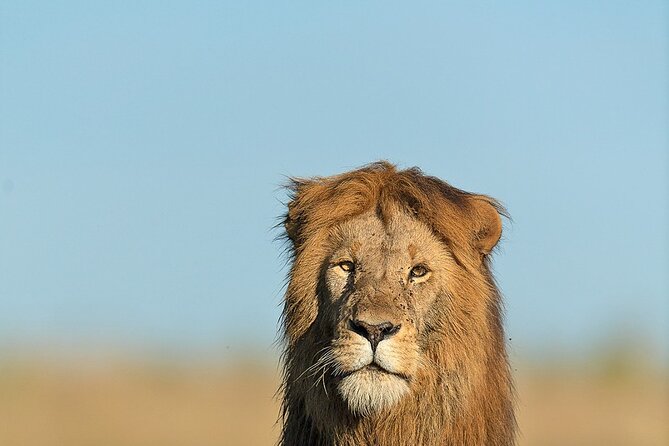 6 Days Kenya Adventure Wildlife Safari - Days 4 and 5: Two chances to find big cats in Masai Mara