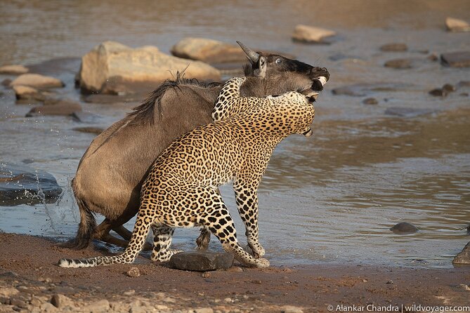6 Days Kenya Adventure Wildlife Safari - Day 1: Lake Naivasha boating before Lake Elementaita