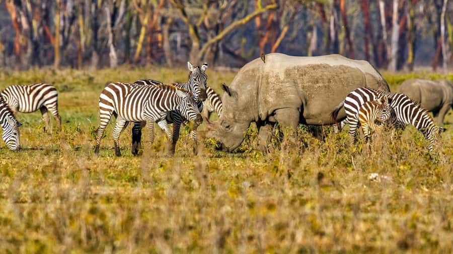6 Days Kenya Budget Safari - Day 4: Lake Nakuru before the long run to Amboseli