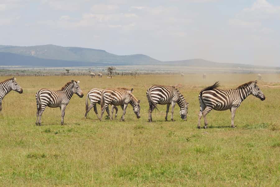 6 Days Kenya Budget Safari - Day 1: Nairobi to Maasai Mara
