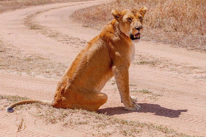 6 Days Luxury Northern Circuit Safari - A Glimpse of Tanzania Adventure - Day 2: Tarangire and the elephant country