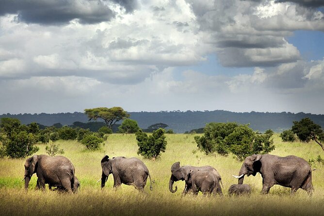 6 Days Mid-Range Tanzania Safari - Why this six-day route works