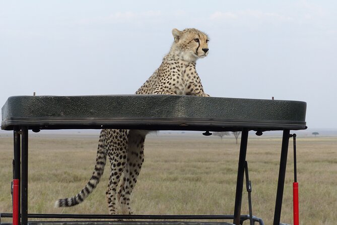 6 Days Private Budget Safari - Day 6: Flamingos and forest at Lake Manyara
