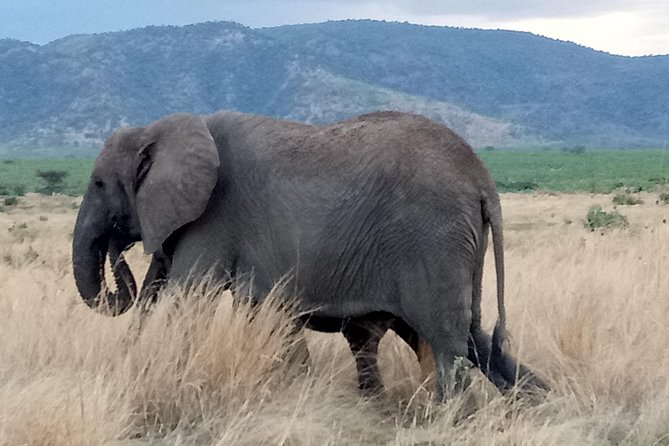6 Days Safari to Udzungwa Mountain NP, Ruaha NP and Mikumi NP - Why this southern Tanzania route is worth considering