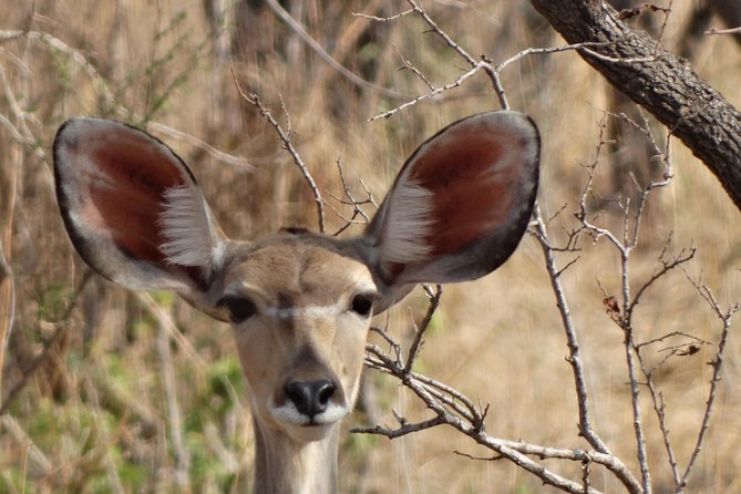 6 Days Safari to Udzungwa Mountain NP, Ruaha NP and Mikumi NP - Day 3: Entering Ruaha for the first full game drive