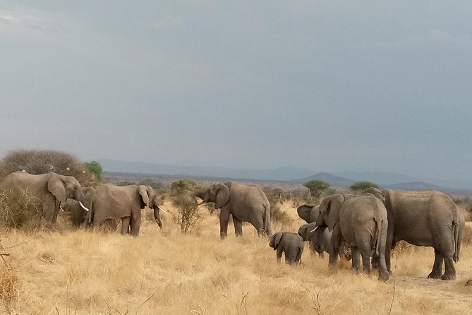 6 Days Safari to Udzungwa Mountain NP, Ruaha NP and Mikumi NP - Day 4: A second chance among elephants and baobabs