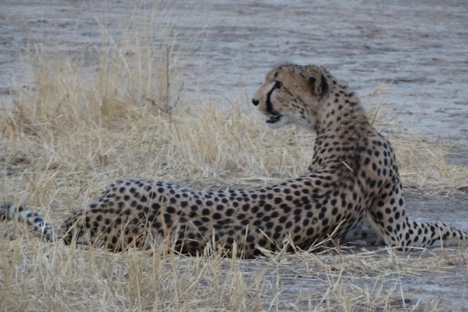 6 Days Safari to Udzungwa Mountain NP, Ruaha NP and Mikumi NP - Day 5: Walking with a ranger, then on to Mikumi