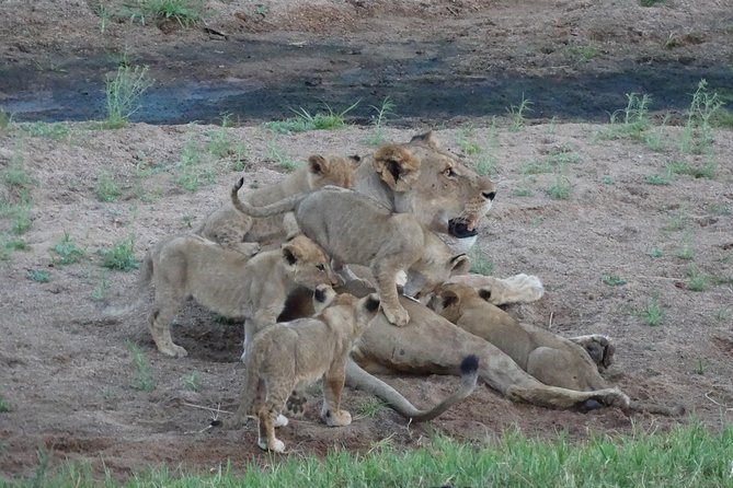 6 Days Safari to Udzungwa Mountain NP, Ruaha NP and Mikumi NP - What the $1,656 includes, and what it does not