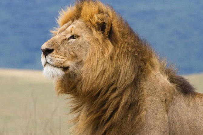 6 Days Serengeti Safari(hiking waterfalls &coffee tour) - Day 4: Ngorongoro Crater before breakfast crowds