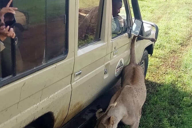 6 Days Tanzania Budget Camping Safari - Day 4: Sunrise, another game drive, and Ngorongoro high country