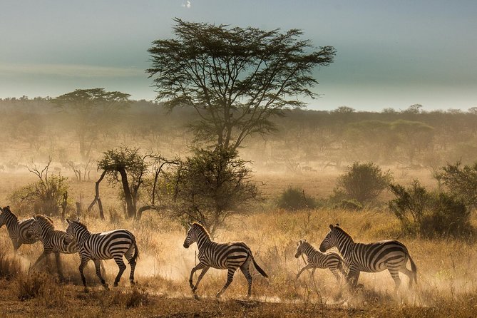 6 Days Tanzania Budget Camping Safari - Day 1: Tarangire’s elephants and baobab country
