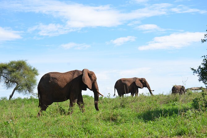 6 days Tanzania budget safari - Day four: An early drive and the Serengeti exit