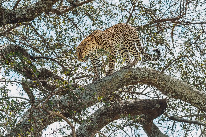 6-DayThe Best of Northern Tanzania Safari - Day 6: Lake Manyara’s forest and birds