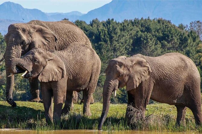 7-Day Garden Route Safari Adventure from Cape Town - Key points to know before booking