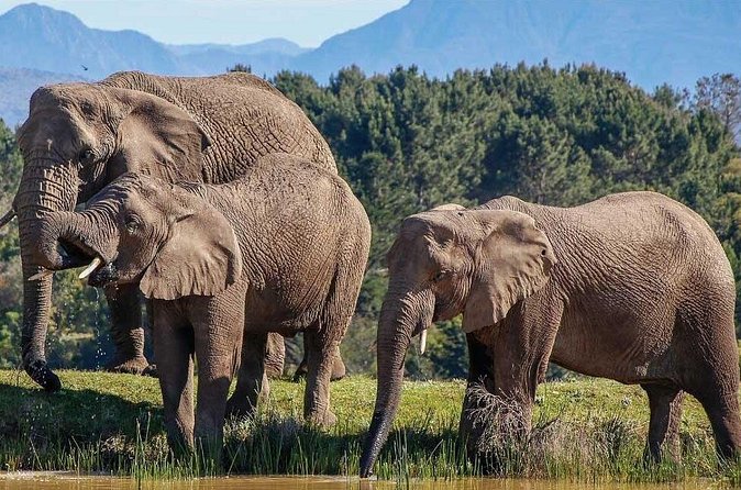 7-Day Garden Route Safari Adventure from Cape Town - Day 4: Mossel Bay marine life and a strawberry farm