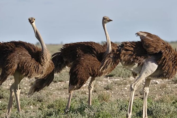 7-Day Garden Route Safari Adventure from Cape Town - Day 1: Four hours on the road to Wilderness