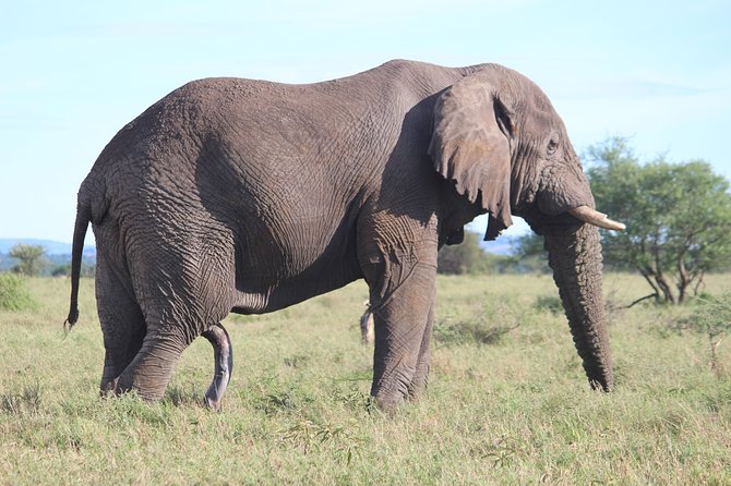 7-Day Premium Luxury Tanzania Safari All-Inclusive - Day 3: Birds, monkeys, and changing scenery at Lake Manyara