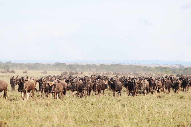 7-Day Premium Luxury Tanzania Safari All-Inclusive - Day 4: Entering the Serengeti through the highlands