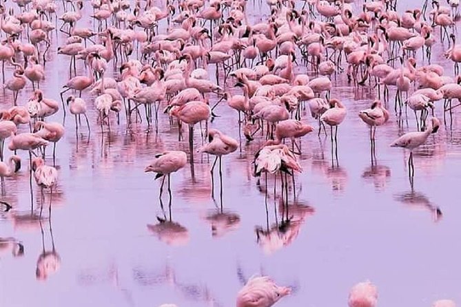 7 days great migration safari - Why Lake Natron is a smart first stop