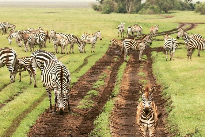 7 days great migration safari - Seronera brings the Serengeti’s predator country