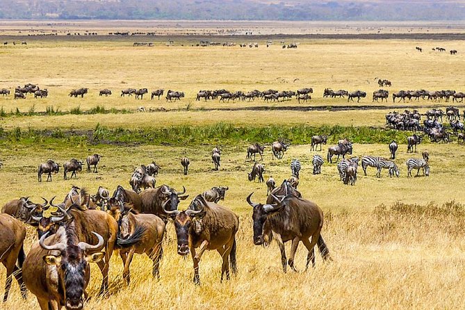 7 days great migration safari - A crater-floor game drive and the search for the Big Five