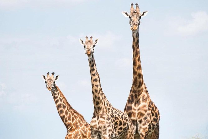 7 days great migration safari - A full day in northern Serengeti country