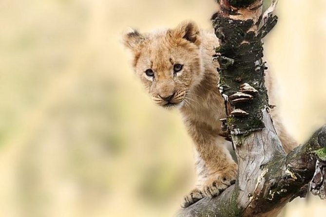 7 Days Tanganyika Wilderness Safari - Why this route works for a first Tanzania safari