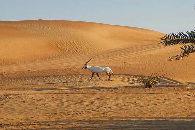 7-hour Small Group 4x4 Desert Safari Tour with Buffet Dinner in Dubai - The 4x4 ride is short but memorable