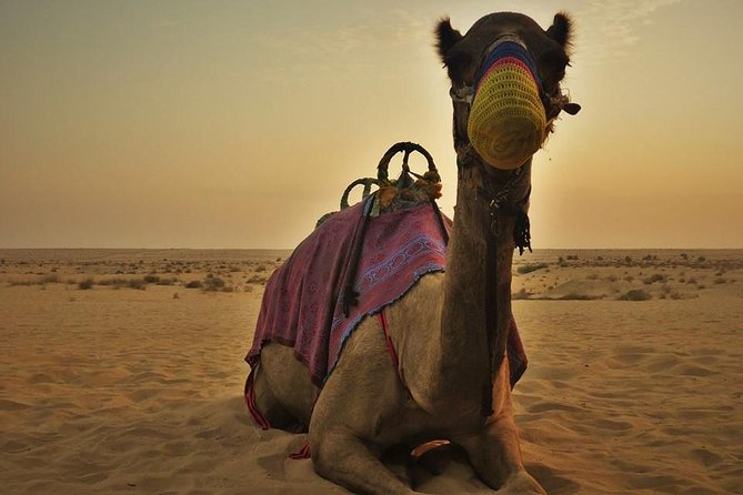 7-hour Small Group 4x4 Desert Safari Tour with Buffet Dinner in Dubai - Sandboarding and the quick camel stop