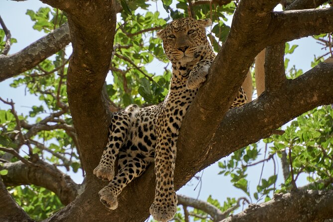 8-Day Essence of Tanzania Safari - Luxury - Lake Manyara offers a fine introduction to birdlife