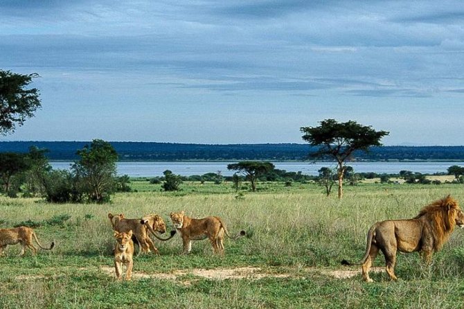 8-Day Murchison Falls, Chimp and Epic Gorilla Trekking Safari - What this Uganda safari is really designed to do