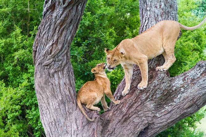 8 Day Safari The Best of Tanzania & Lake Eyasi - Day 7: Lake Manyara and its unusual lions