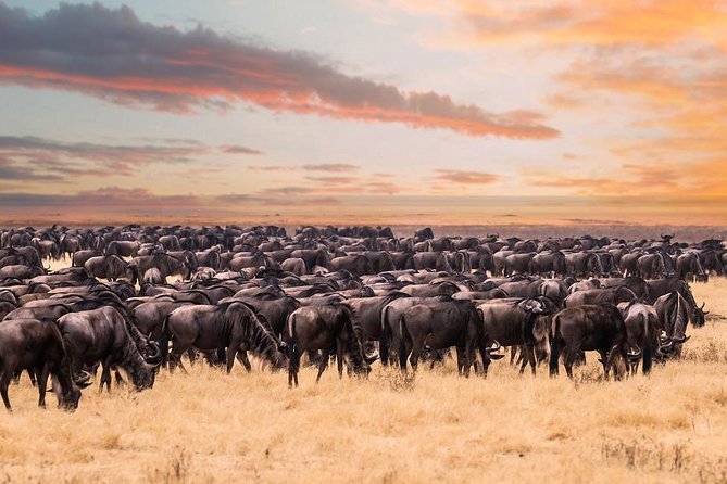 8 Day Spectacular Migration Serengeti mid -Range Tanzania Safari - What the $4,257 price really buys you