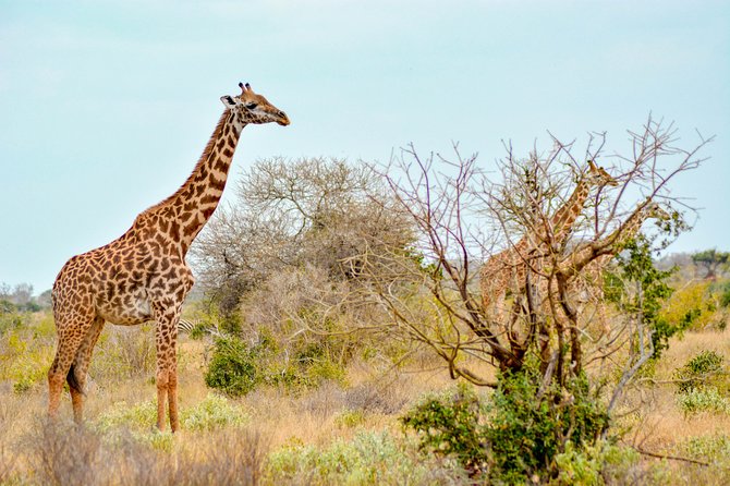 8 Day Spectacular Migration Serengeti mid -Range Tanzania Safari - Day 3: Crossing the Ngorongoro highlands into the Serengeti