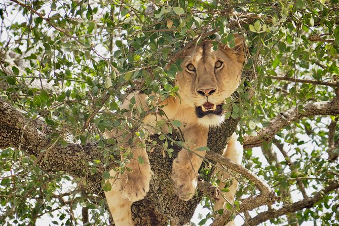8 Day Spectacular Migration Serengeti mid -Range Tanzania Safari - Day 7: Inside the Ngorongoro Crater