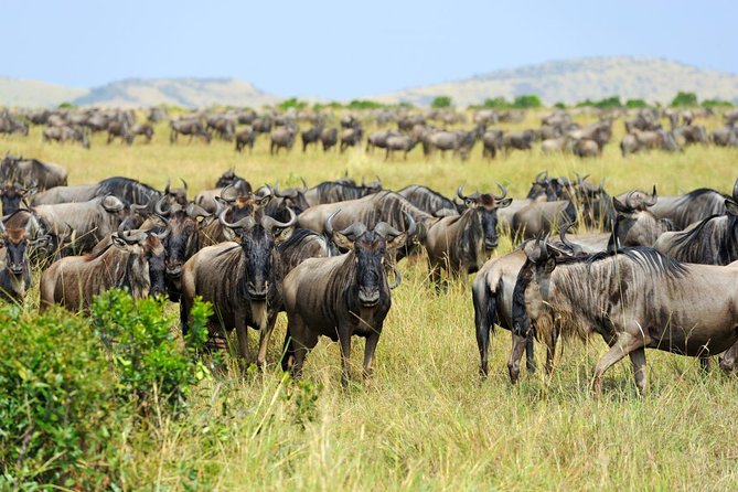 8 Day Spectacular Migration Serengeti mid -Range Tanzania Safari - Day 2: Elephant country in Tarangire National Park