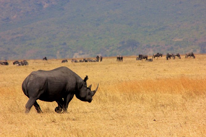 8 Days 7 Nights Tanzania Wildlife & Culture Lodge Safari - Day 1: Airport pickup and a useful safari briefing