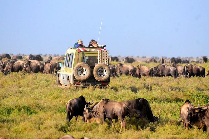 8 Days 7 Nights Tanzania Wildlife & Culture Lodge Safari - Day 3: Olduvai Gorge and the first Serengeti game drive