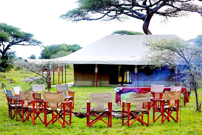 8 Days 7 Nights Tanzania Wildlife & Culture Lodge Safari - Day 4: A full Serengeti day with picnic lunch