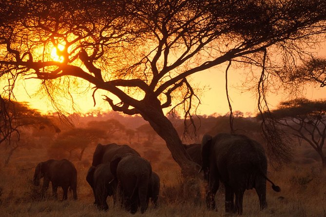 8 Days 7 Nights Tanzania Wildlife & Culture Lodge Safari - Day 6: Down into Ngorongoro Crater