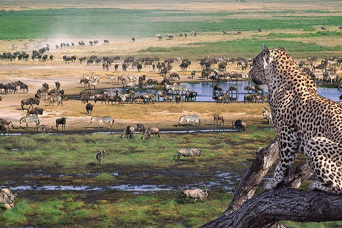 8 Days 7 Nights Tanzania Wildlife & Culture Lodge Safari - Day 2: Tarangire’s river, elephants, and dry-country wildlife