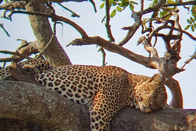 8 Days Great Wildebeest Calving Migration Safari from Arusha - What the $2,999.62 price covers