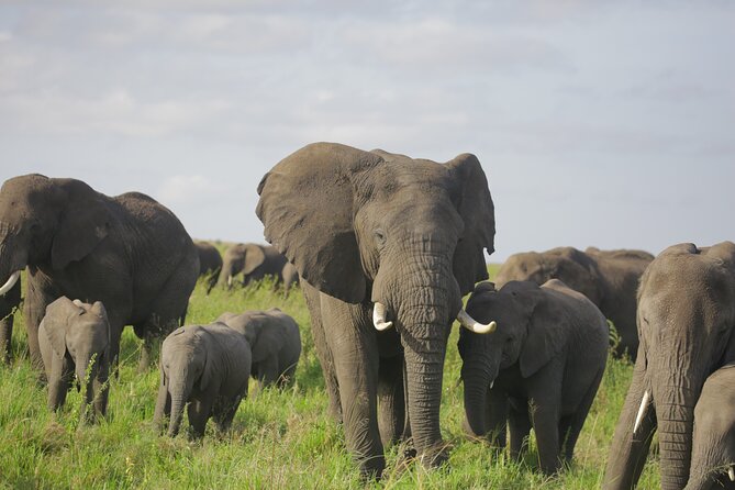 8 Days Green Season Offer - Luxury Serena Safari - Day 6: Olduvai Gorge and the Ngorongoro rim
