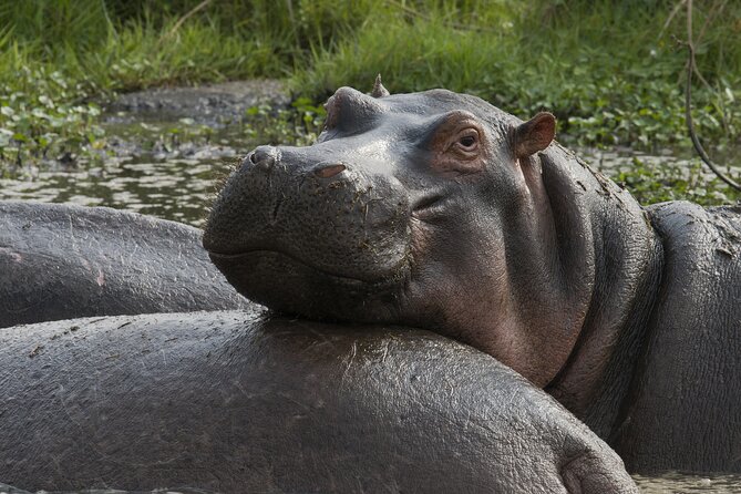 8 Days Green Season Offer - Luxury Serena Safari - Day 7: A full day inside Ngorongoro Crater