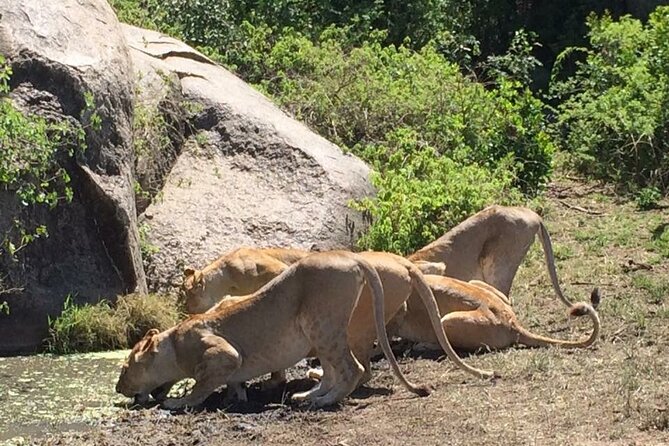 8 Days Green Season Offer - Luxury Serena Safari - Day 8: Elephants and baobabs in Tarangire