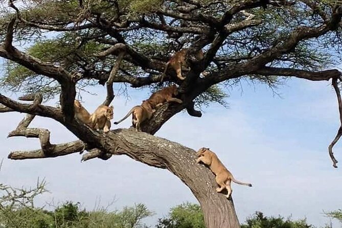 8 Days Green Season Offer - Luxury Serena Safari - Day 2: Birdlife and tree-climbing lions at Lake Manyara